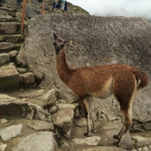 Lama's inside the Machu Picchu